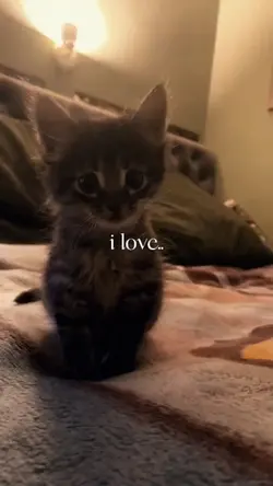 cute cats