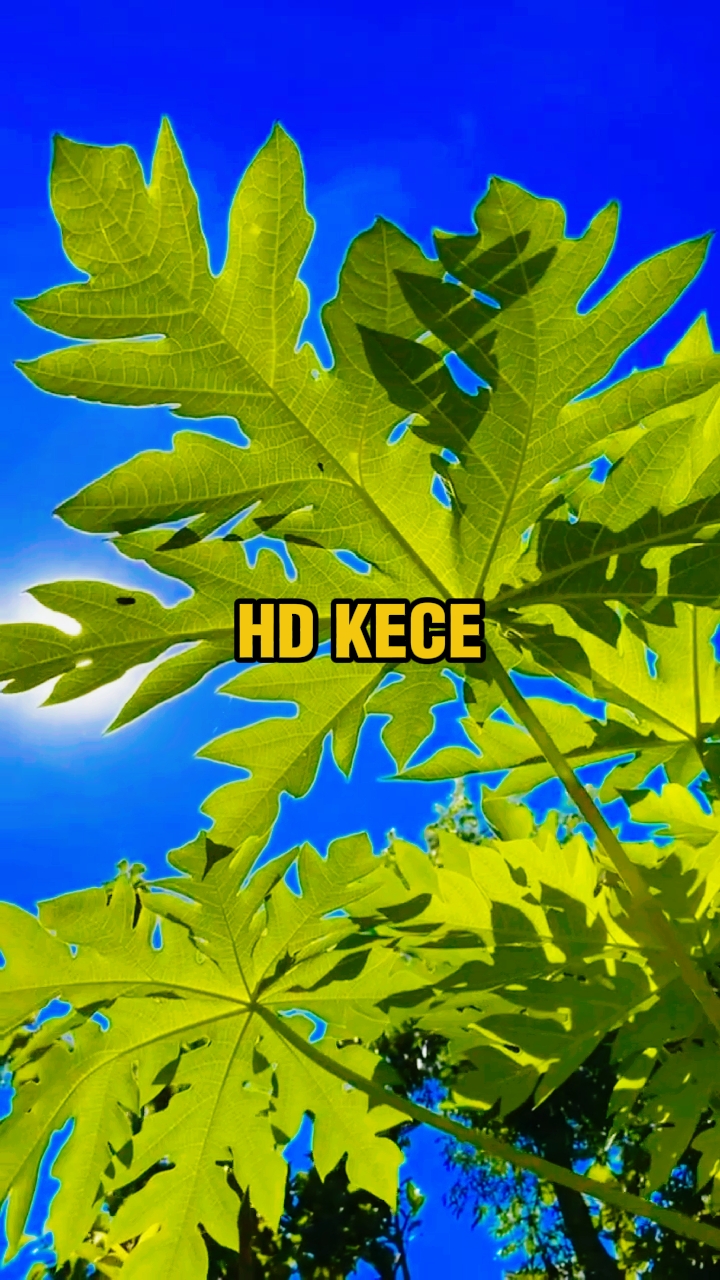 5 video hd