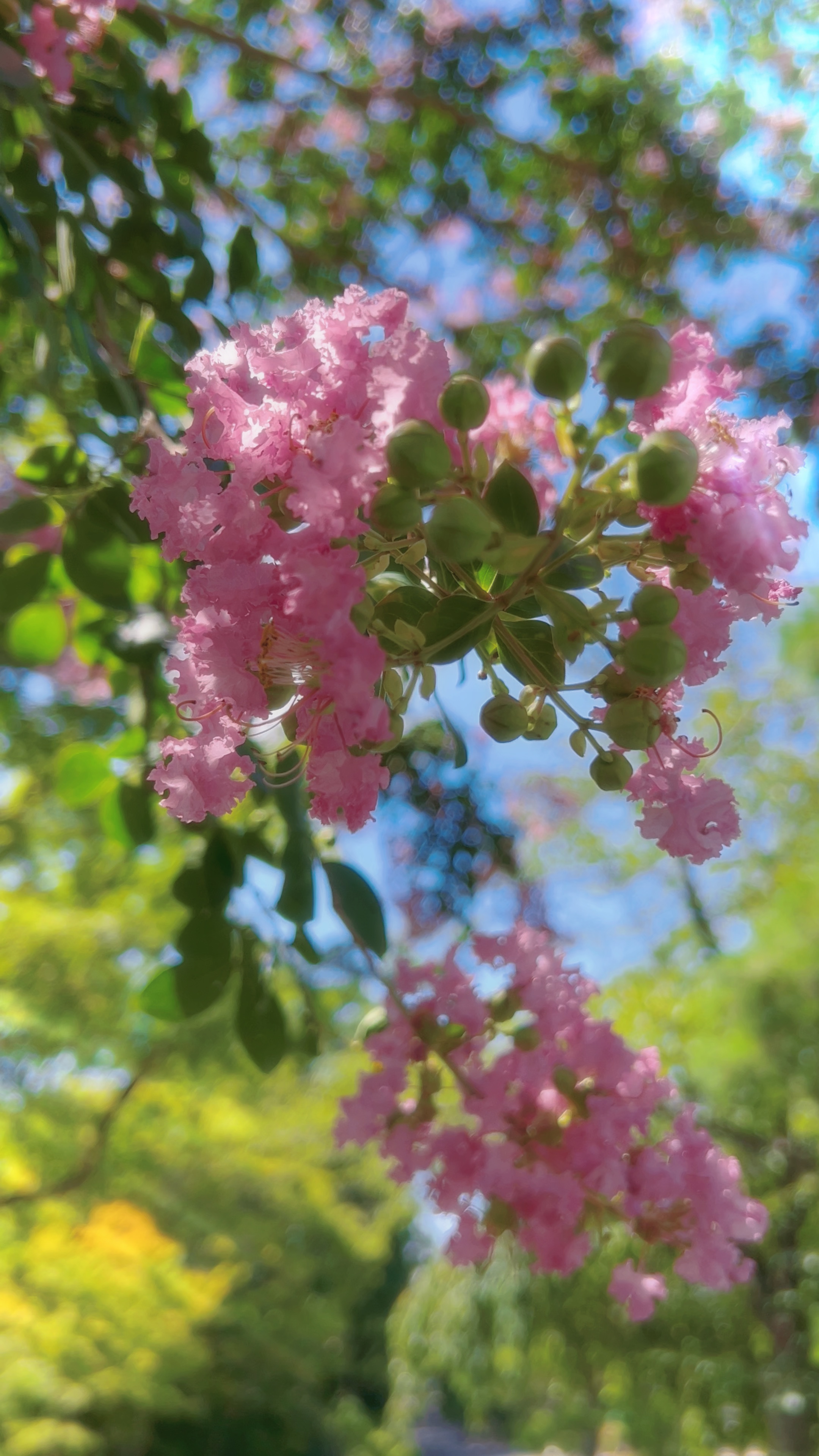 ￫ 日￫ の￫ ￫🌸