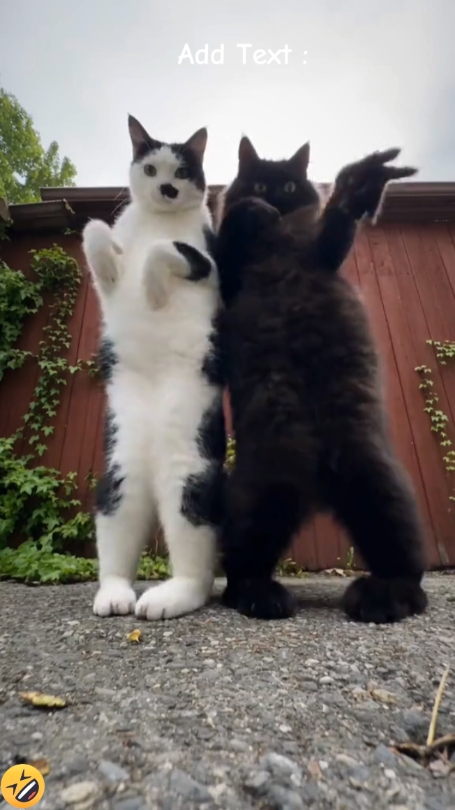 Dance cat Trend 