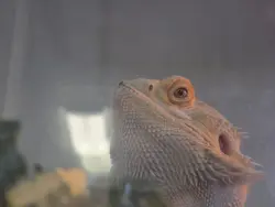 this is thor