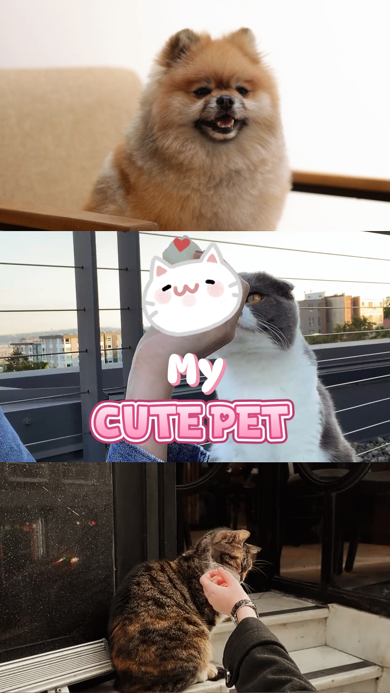 Template Hewan Peliharaan 