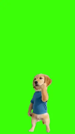 Cachorro.