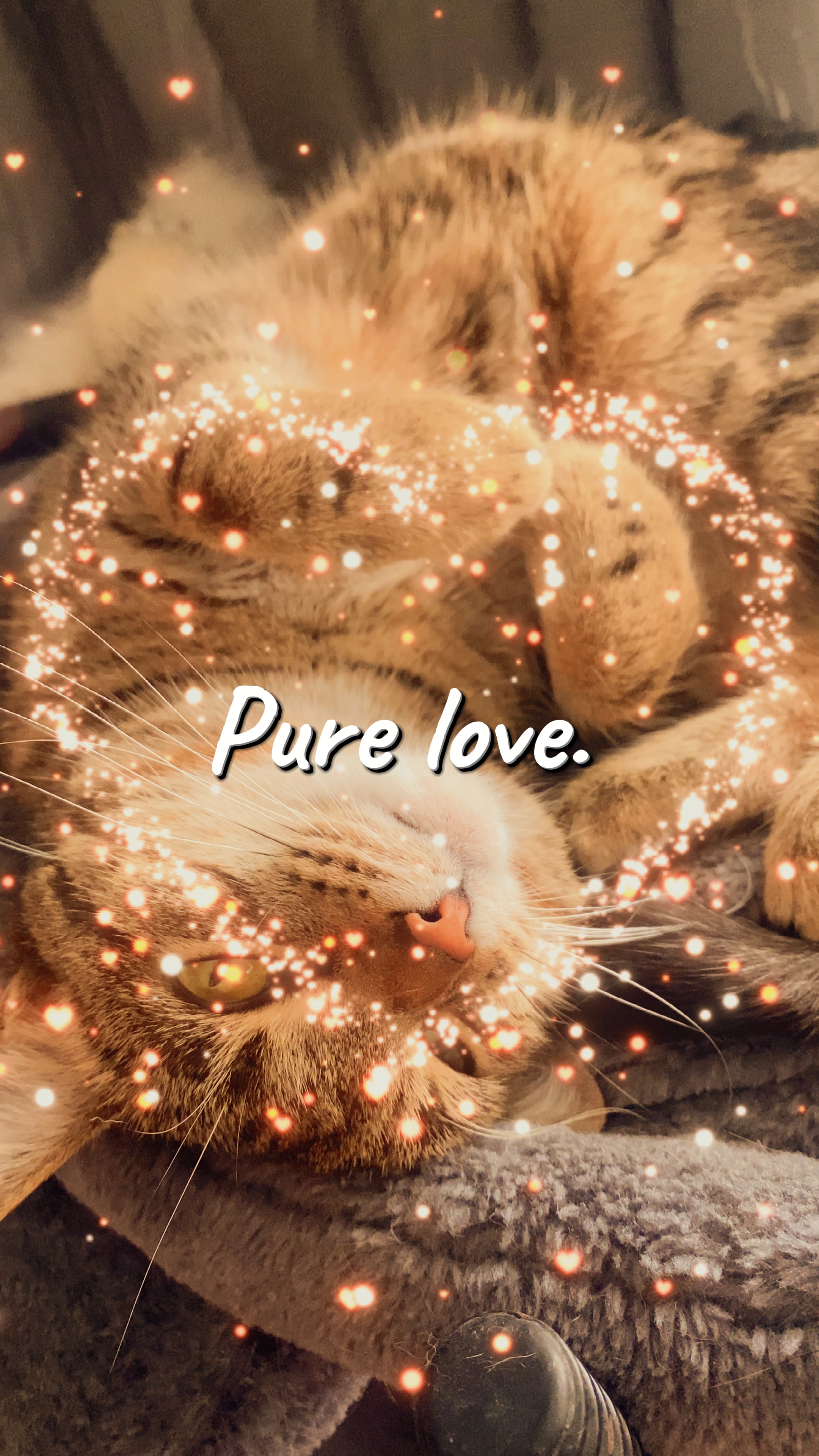 순수한 사랑 ❤️🐱