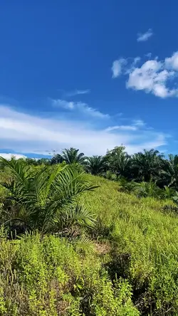 petani sawit muda