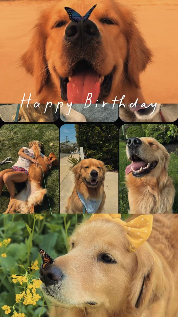 Birthday my pet