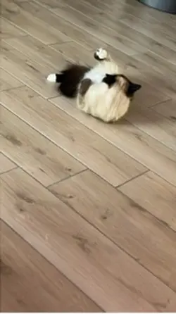 Meine Katzen