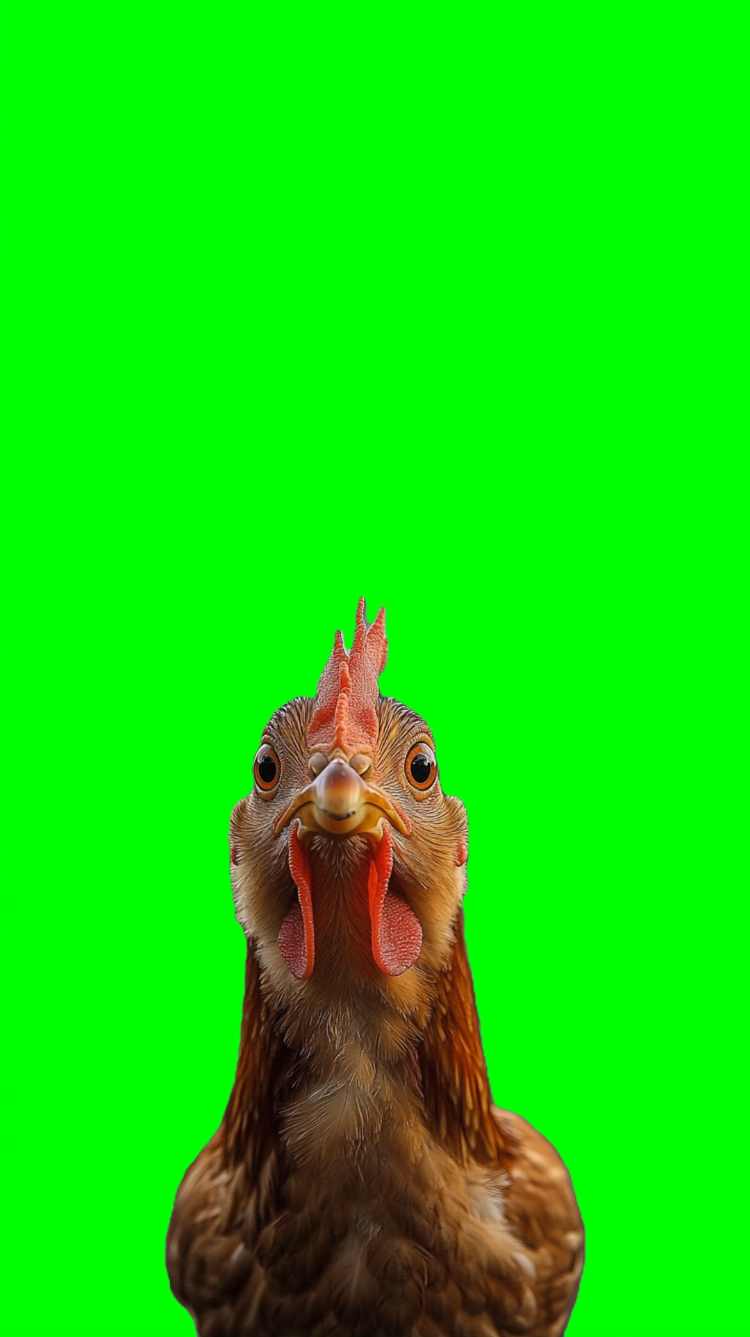 Chicken