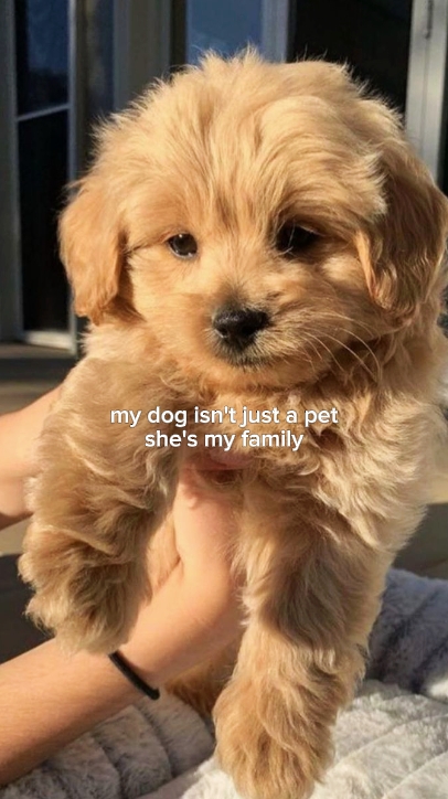 my dog my family