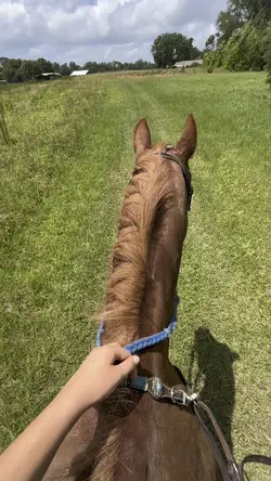 New horse ๐ฅฒ