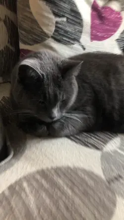 My cats