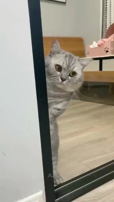 komik kedi