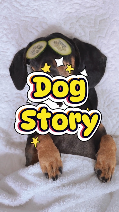 HISTORIA DE PERROS