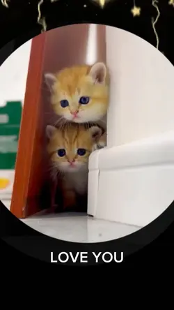 Cute cats