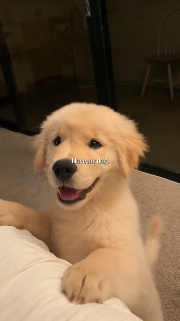 I love my dog 