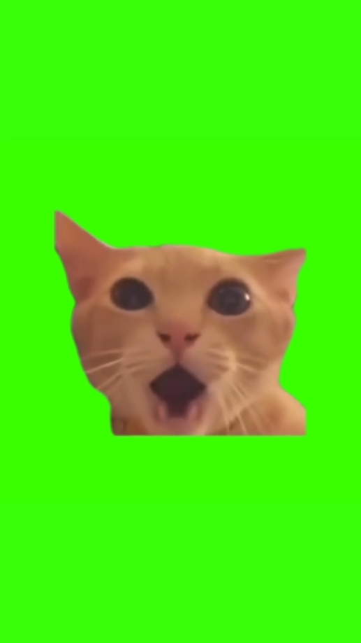 Gato chocado