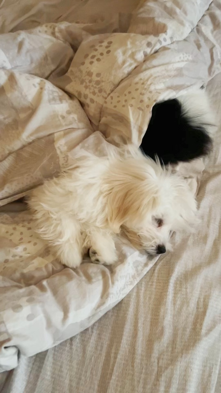 Cachorros na cama