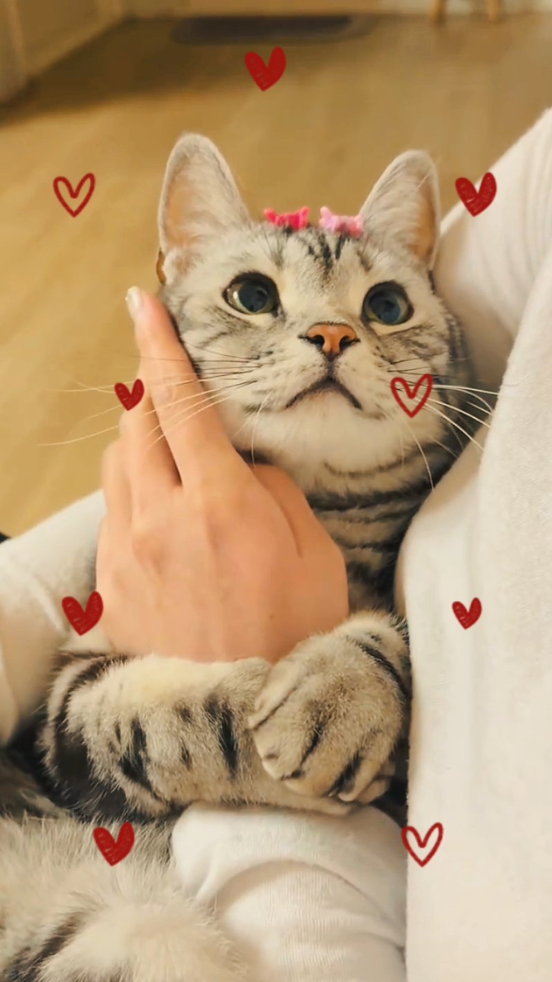 Amo A Mi Mascota