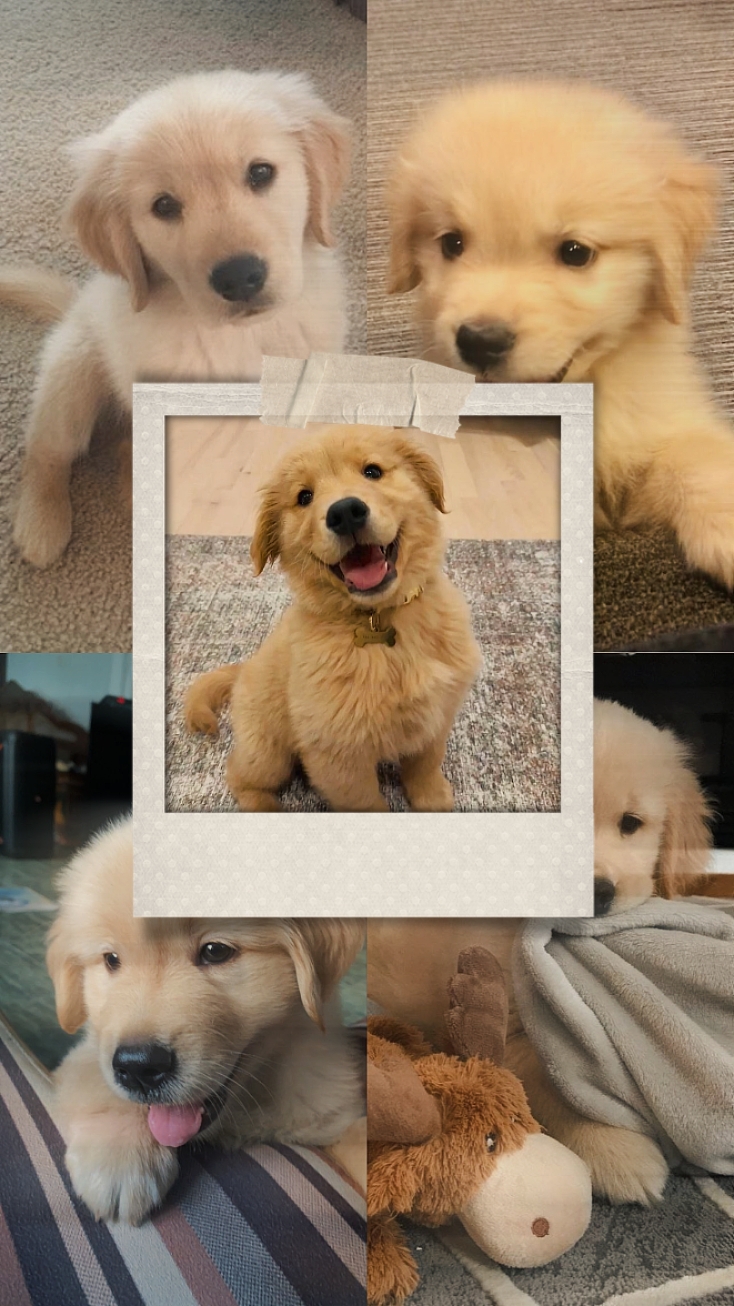 sevimli köpek