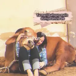 COW LOVE 