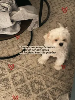 Mi mascota 