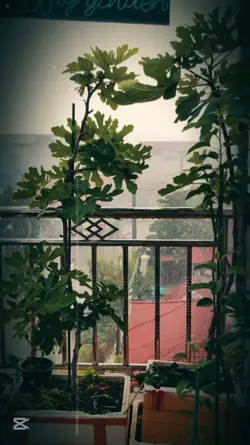 Raining vibe