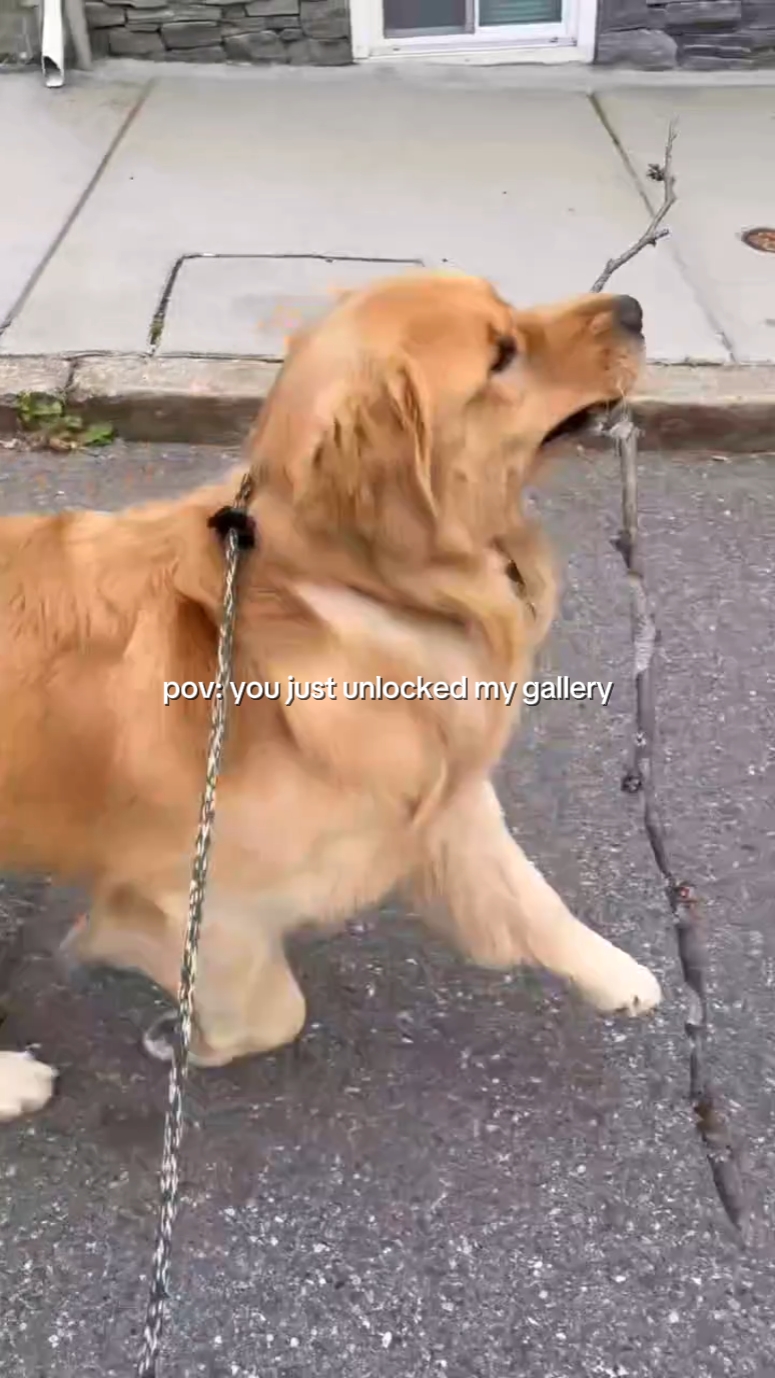 Mascotas: gato o perro