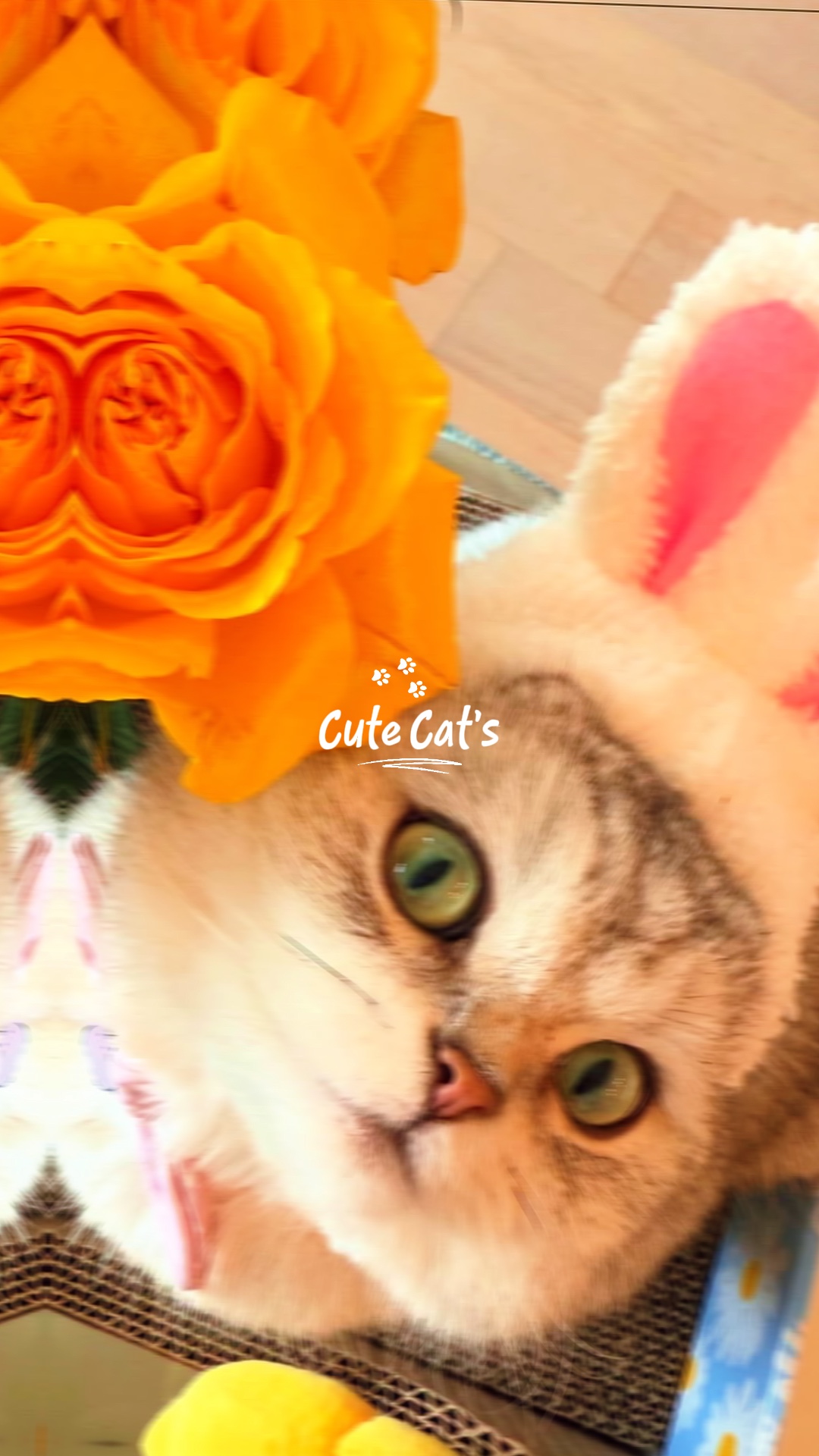 Kucing lucu