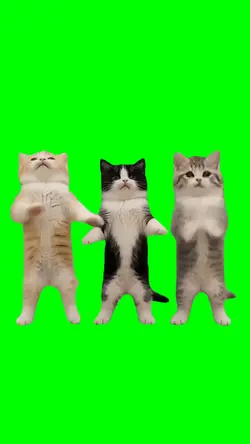 3 SQUAD DANCE CATS