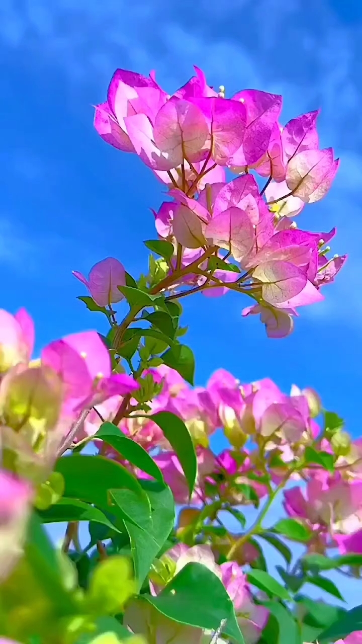 Flores Hermosas 