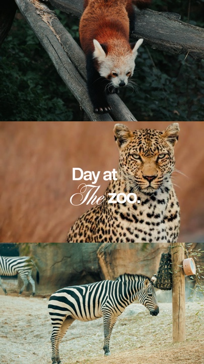 Day at the zoo