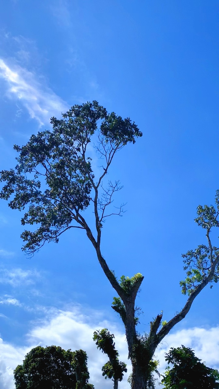 🍃