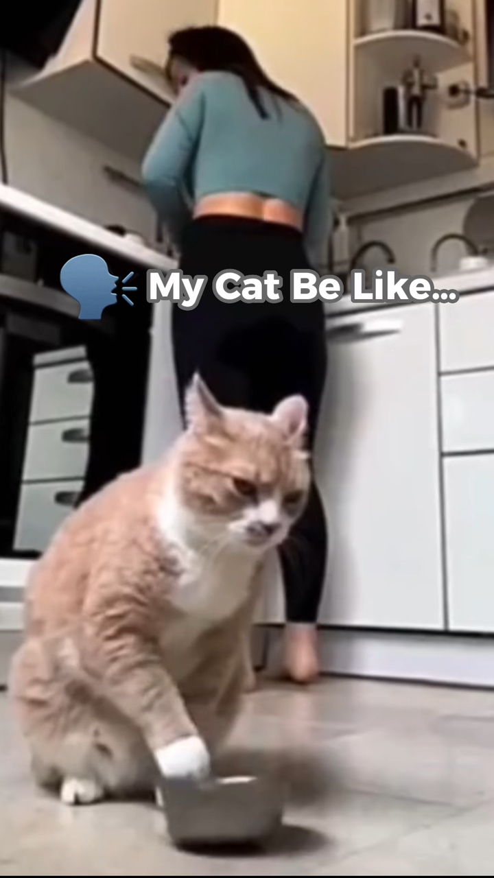 Cat Tiktok Style için Evcil Hayvan Endüstrisi Ekranı
