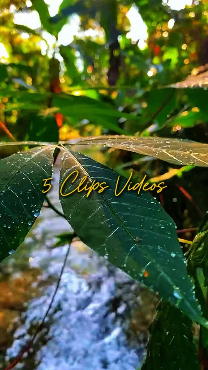 5 Clips de videos