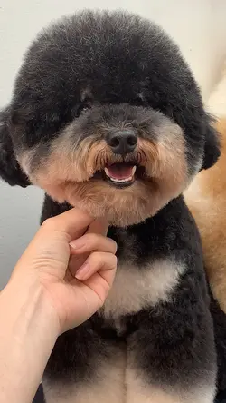 Grooming pet 🖤