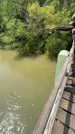 Maju Mundur Gercep