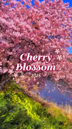 Cherry Blossom