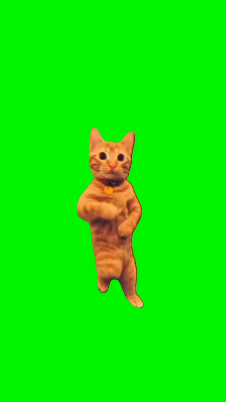 Gato feliz