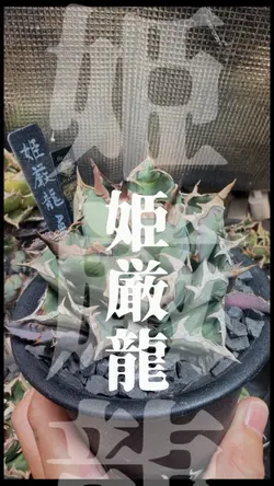 植物育成記録の音ハメ文字ハメテンプレ