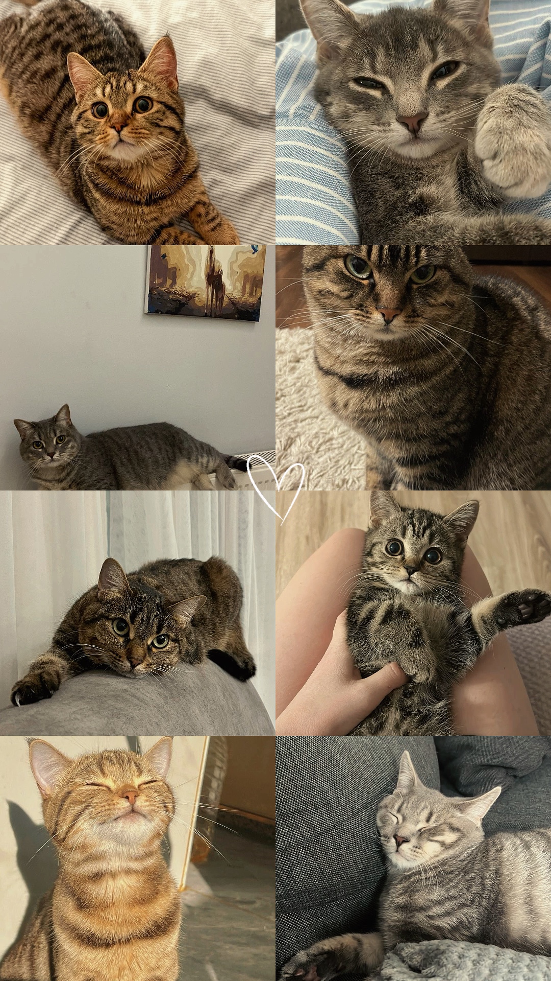amoureux des chats