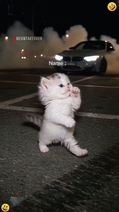 cat cute