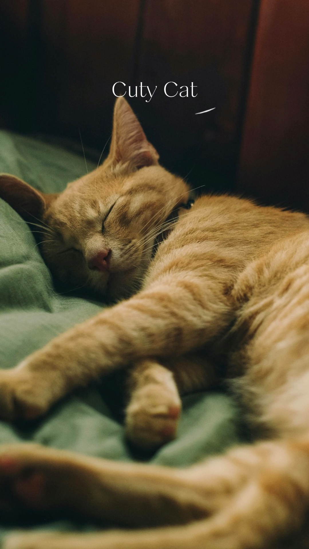 kedi yardımcısı