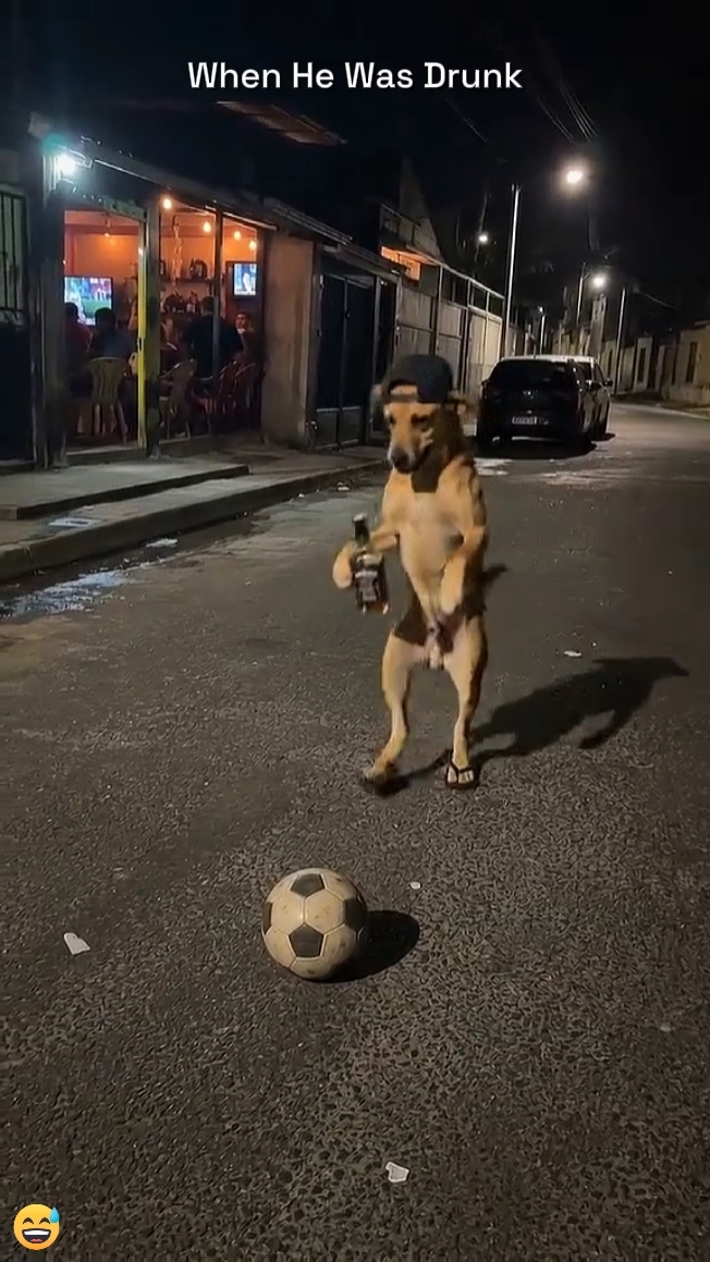 Perro Gracioso 