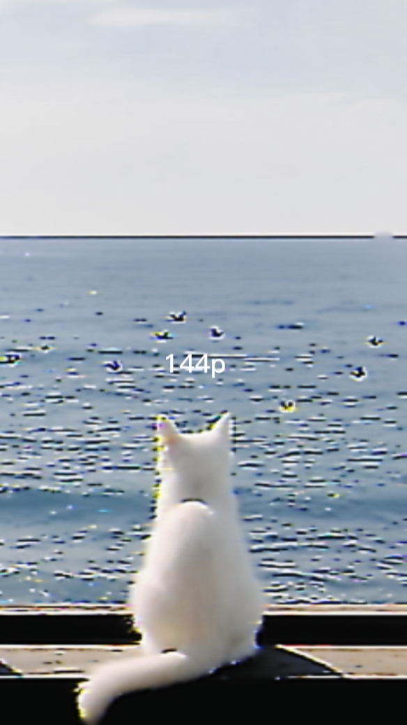 Gato 114p