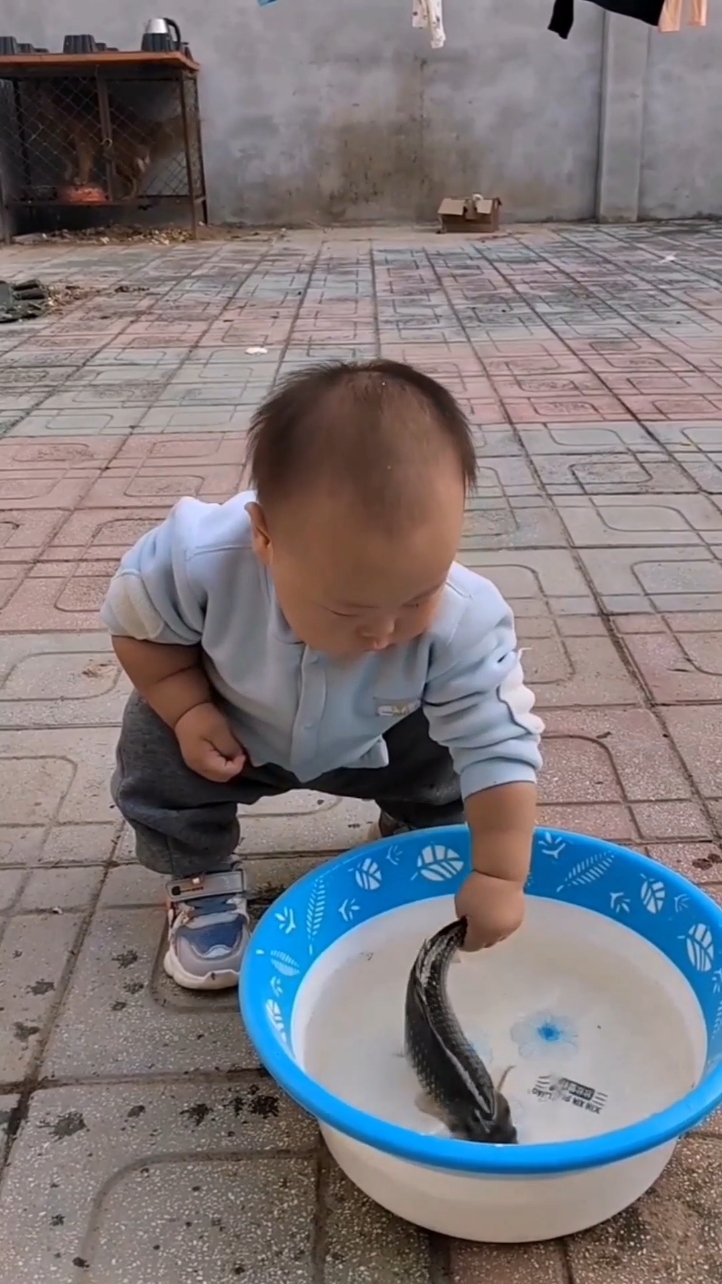 Hài trolü