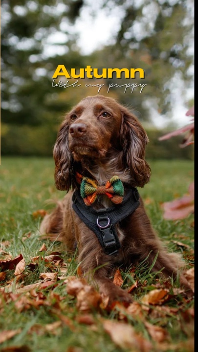 Autumn with my puppy