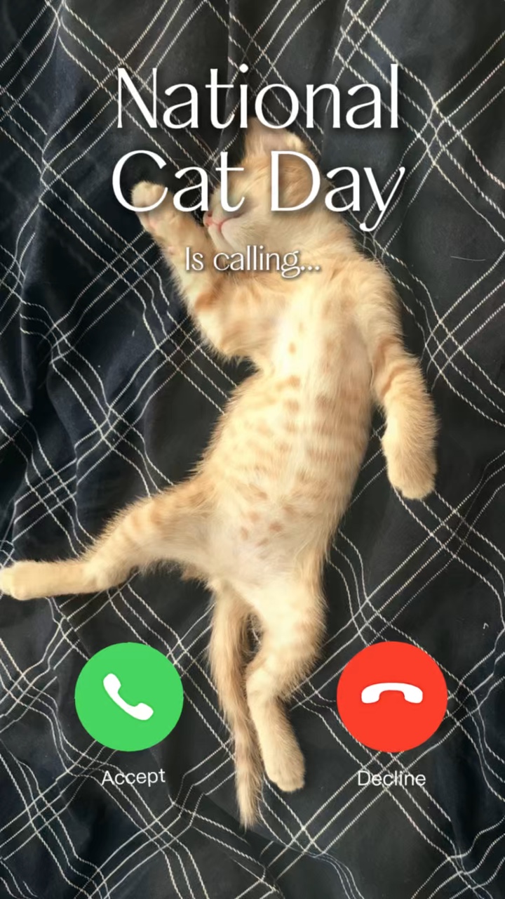 Hari kucing memanggil