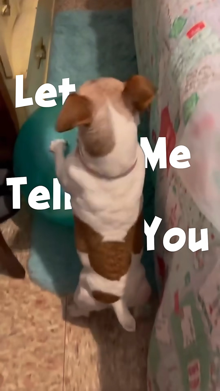 Fun Dogs Moments