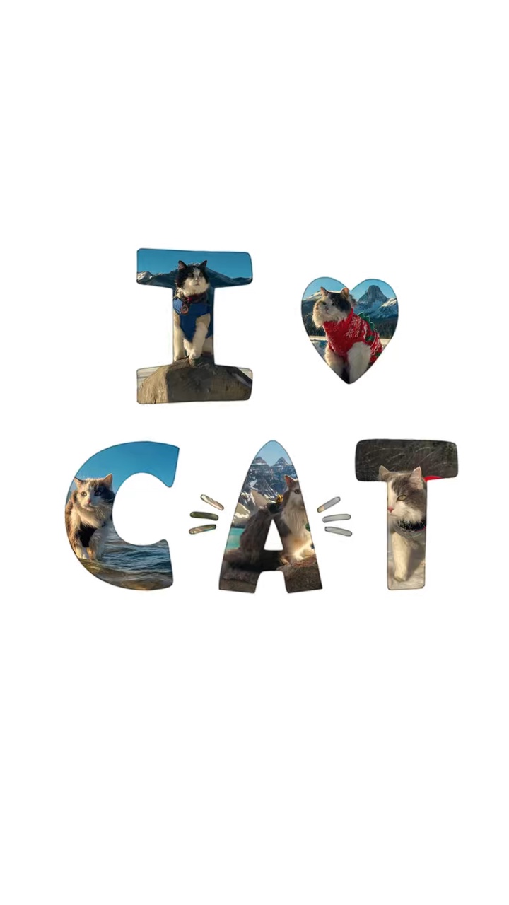 Eu amo meu gato