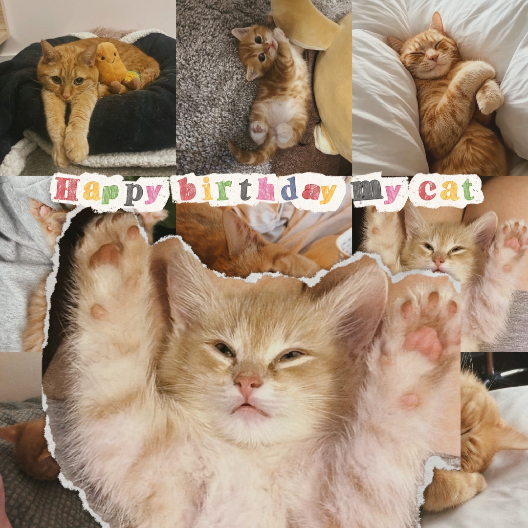 hbd my cat 